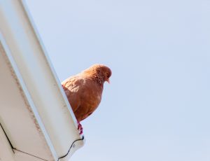 הרחקת יונים מהמרפסת