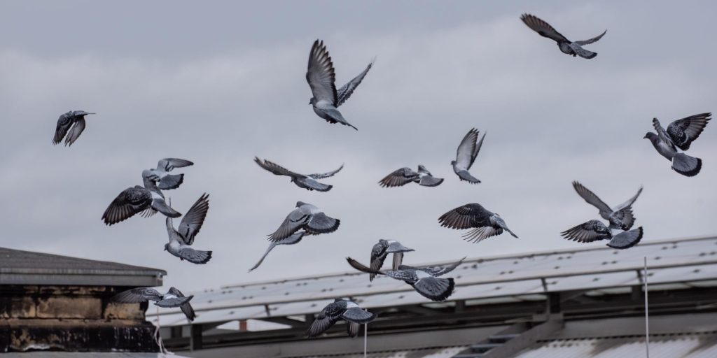 עמוד הבית 15 הרחקת יונים טבעית