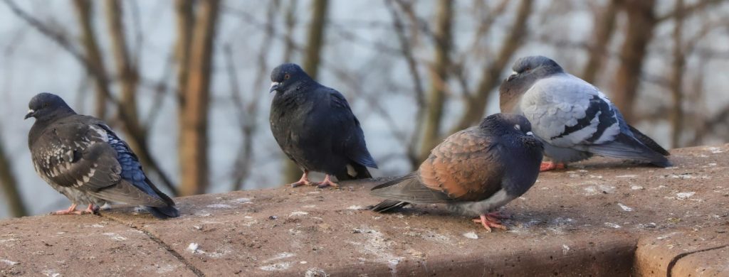 עמוד הבית 14 התקנת רשת יונים