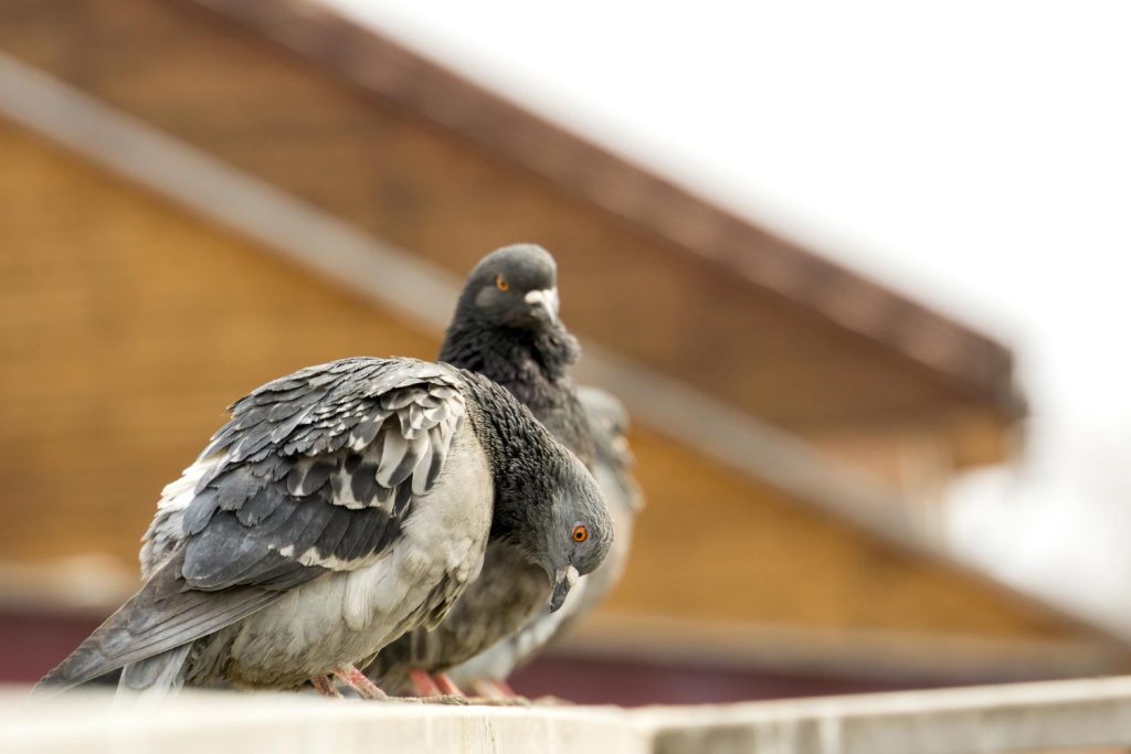 עמוד הבית 12 הרחקת יונים מהמרפסת
