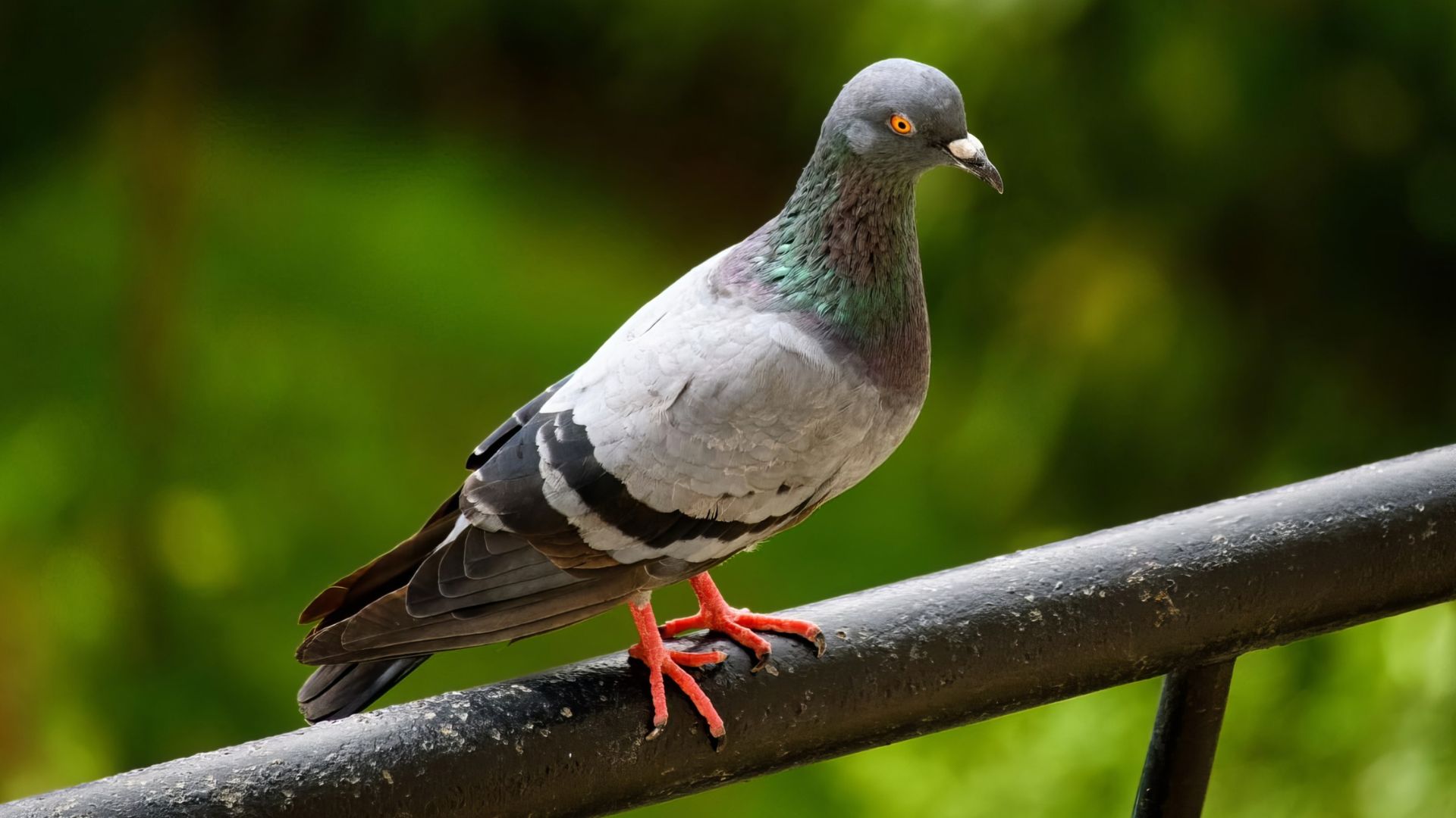 הרחקת יונים בחיפה