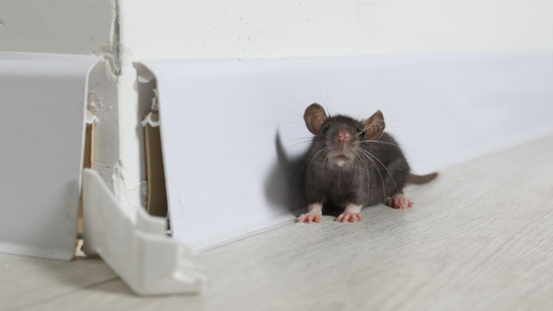 לוכד חולדות