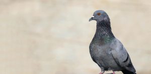 התקנת רשת יונים