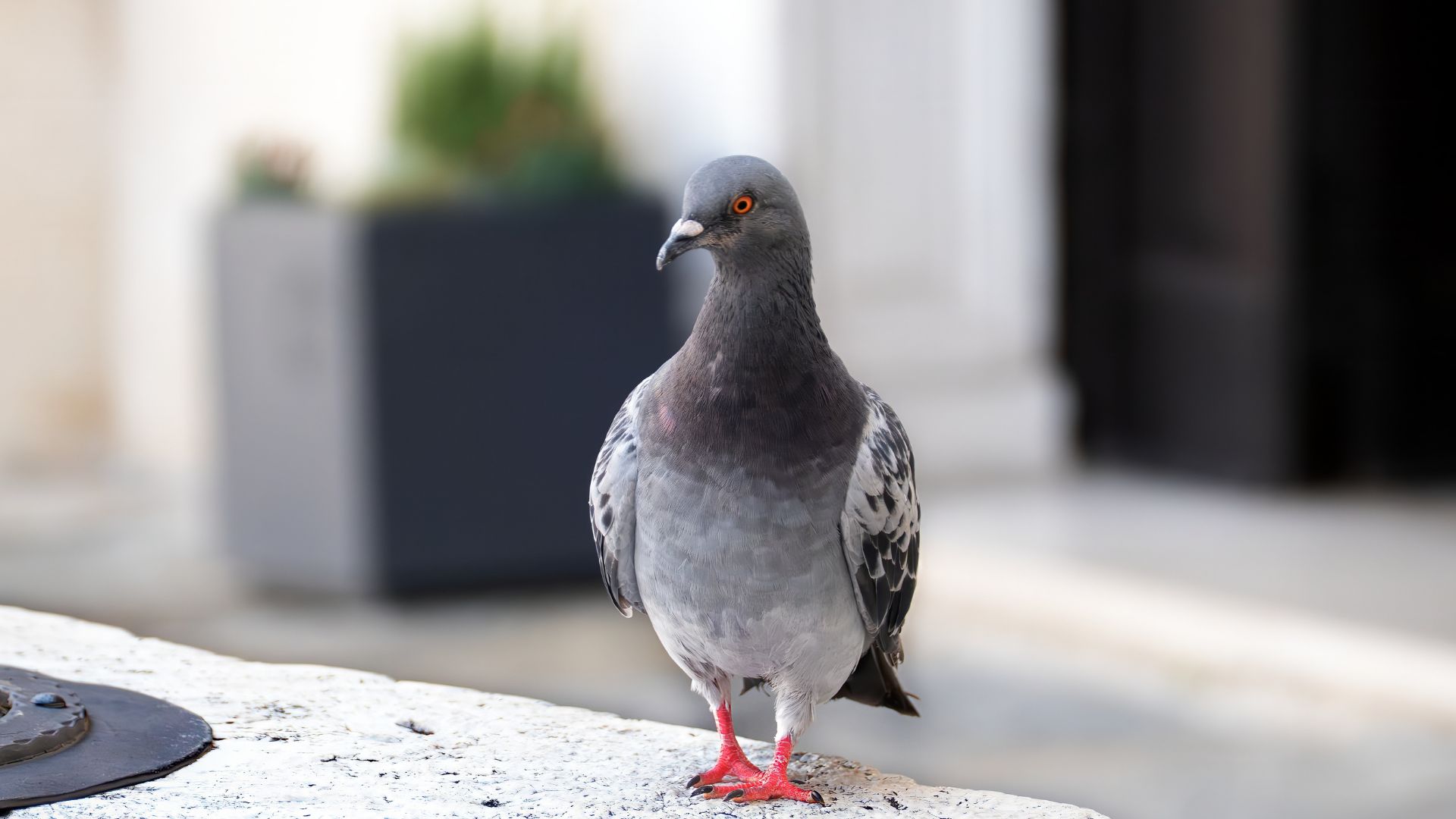 הדברת יונים