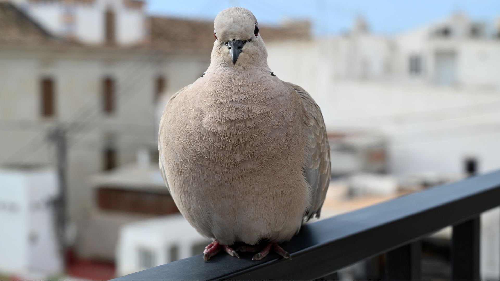הרחקת יונים מהמרפסת