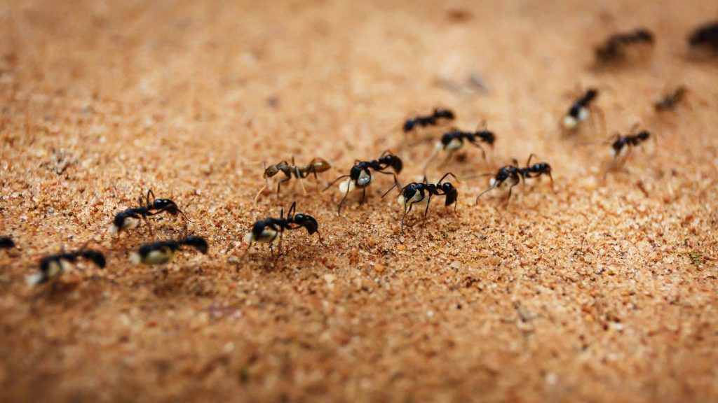 עמוד הבית 12 הדברת נמלי אש