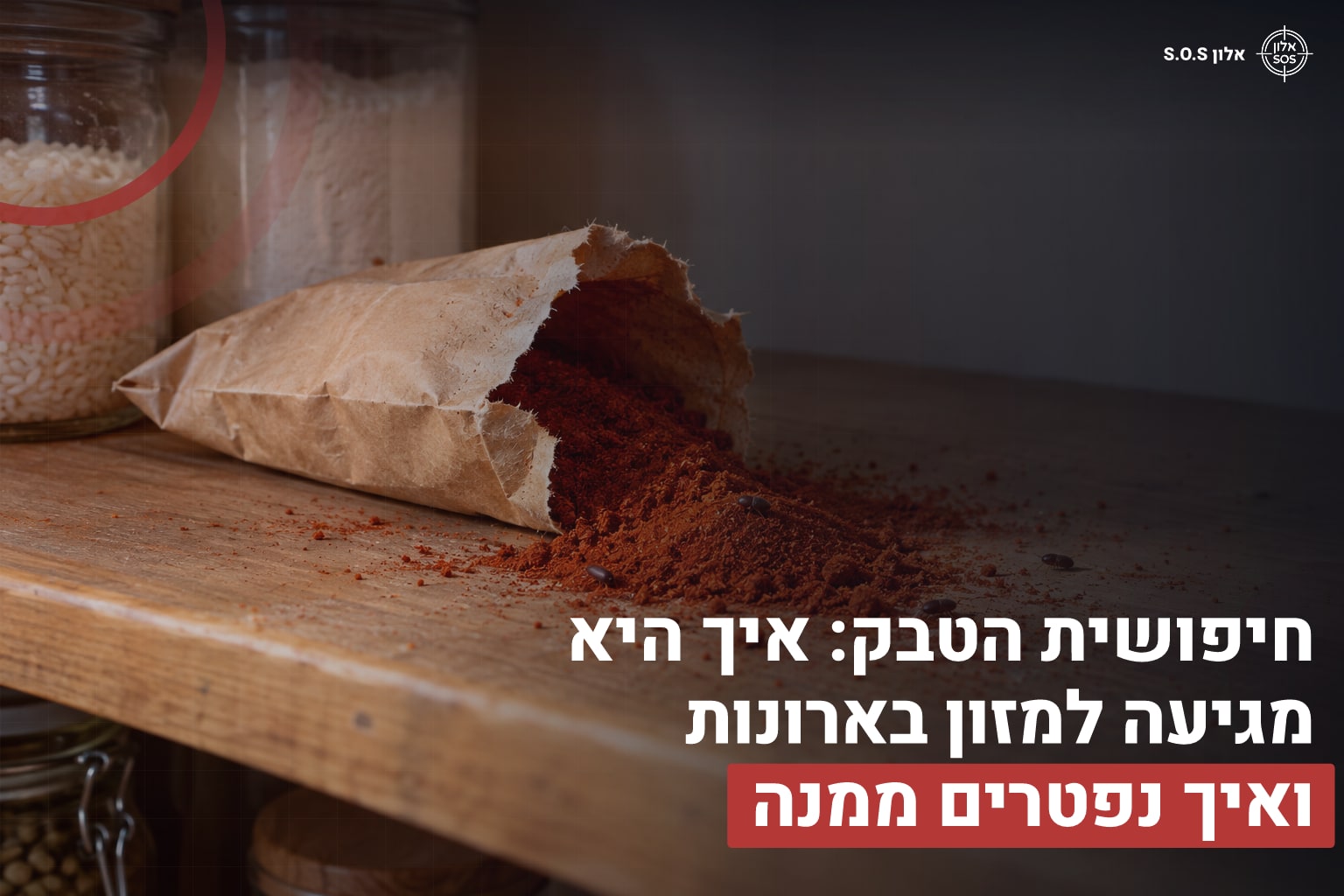חיפושית הטבק